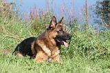 BERGER ALLEMAND 698